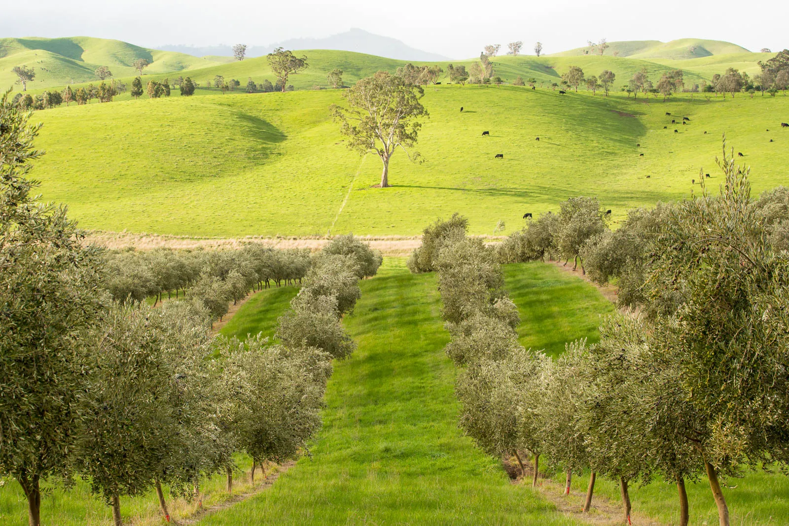 Rows of olive trees on a hillside at Murrindindi Olive Grove near Yea in central Victoria, with green pasture and gum trees behind them