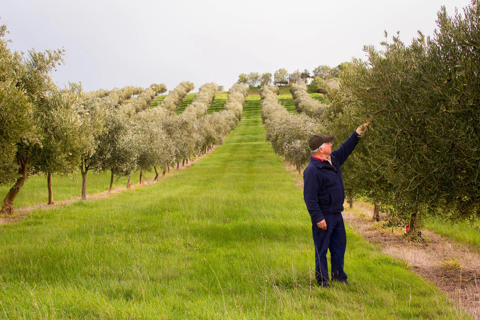 Umberto Frattali checking olives on a tree in the rows at Murrindindi Olive Grove, Yea, Victoria